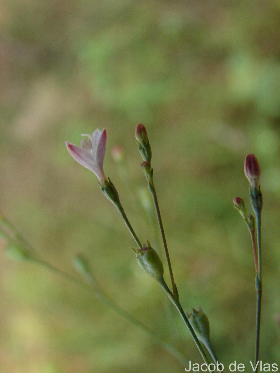 Oldenlandia stricta L.